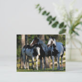 Drei Paint Pferde Stehend Postkarte (Stehend Vorderseite)
