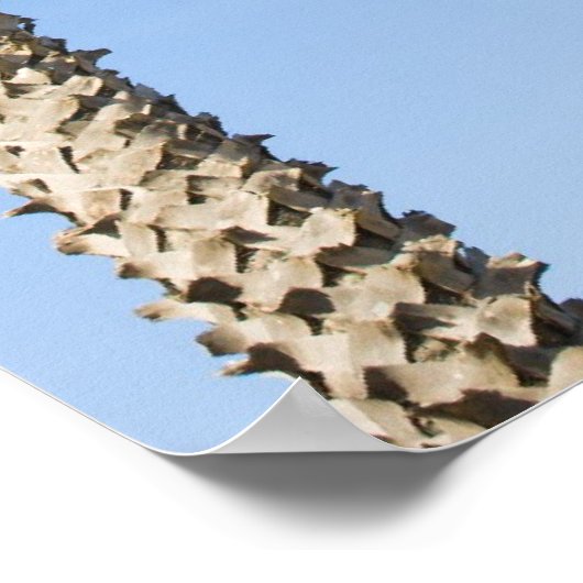 Drei Palmen Poster (Ecke)