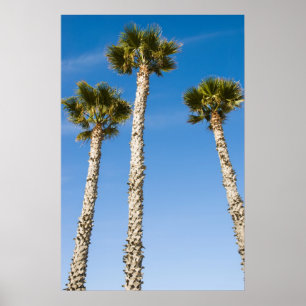 Drei Palmen Poster