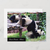 Drei Panda-Bären mit Spaß beim Spielen / China Postkarte (Vorne/Hinten)