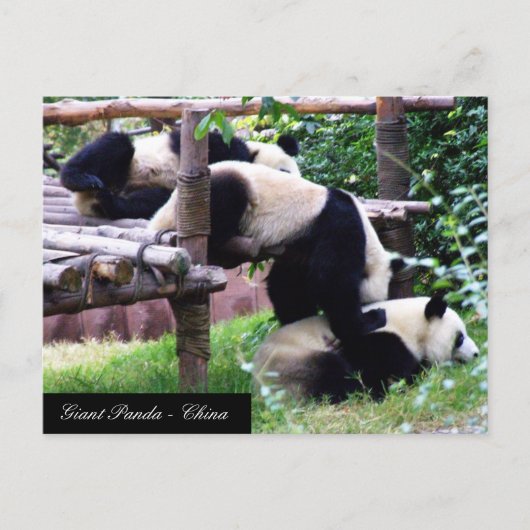 Drei Panda-Bären mit Spaß beim Spielen / China Postkarte (Vorderseite)