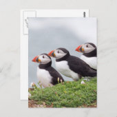 Drei Papageientaucher Postkarte (Vorne/Hinten)