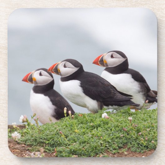 Drei Papageientaucher Untersetzer (Vorderseite)