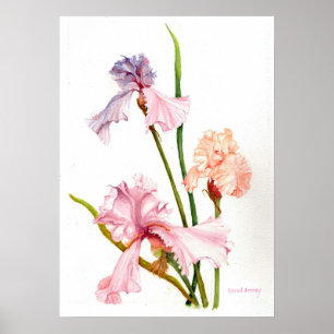 Drei Pastell-Schwertlilien-Druckposter Papier (Mat Poster
