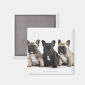 Drei Pedigree Welpen Magnet (Vorderseite/Rückseite)