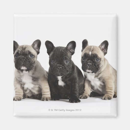 Drei Pedigree Welpen Magnet (Vorne)