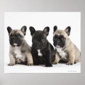 Drei Pedigree Welppies Poster (Vorne)