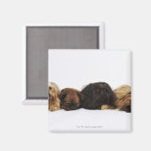 Drei Pekinger Hunde und Single Mops liegen Magnet (Vorderseite/Rückseite)