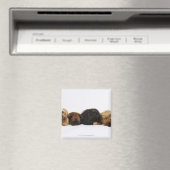 Drei Pekinger Hunde und Single Mops liegen Magnet (In Situ (Geschirrspüler))
