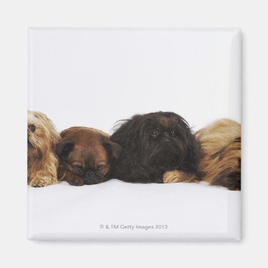 Drei Pekinger Hunde und Single Mops liegen Magnet (Vorne)