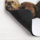 Drei Pekinger Hunde und Single Mops liegen Mousepad (Ecke)