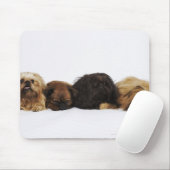 Drei Pekinger Hunde und Single Mops liegen Mousepad (Mit Mouse)