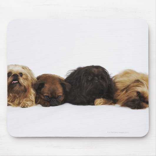 Drei Pekinger Hunde und Single Mops liegen Mousepad (Vorne)