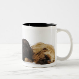 Drei Pekingese Hunde und Single Mops, der sich Zweifarbige Tasse