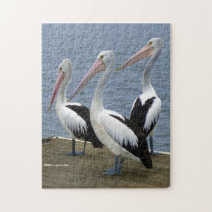 Drei Pelikane an einem Dock-Foto-Puzzle Puzzle