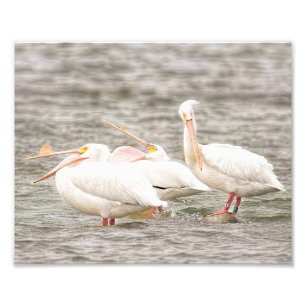Drei Pelikane fischen zusammen Fotodruck