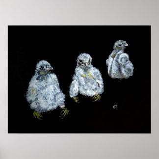 Drei Peregrine Chicks Poster