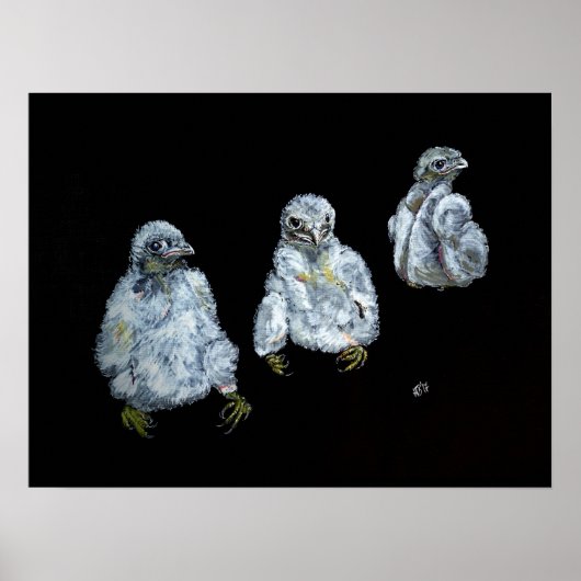 Drei Peregrine Chicks Poster (Vorne)