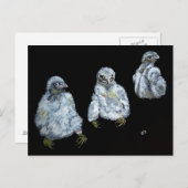 Drei Peregrine-Chicks Postkarte (Vorne/Hinten)