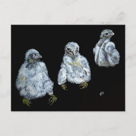 Drei Peregrine-Chicks Postkarte