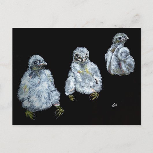 Drei Peregrine-Chicks Postkarte (Vorderseite)