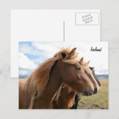 Drei Pferde hintereinander Postkarte (Vorne/Hinten)