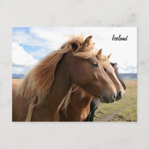 Drei Pferde hintereinander Postkarte