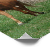 Drei Pferde Poster (Ecke)