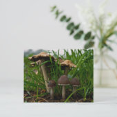 Drei Pilze 3 Postkarte (Stehend Vorderseite)