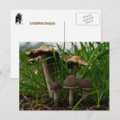 Drei Pilze 3 Postkarte (Vorne/Hinten)
