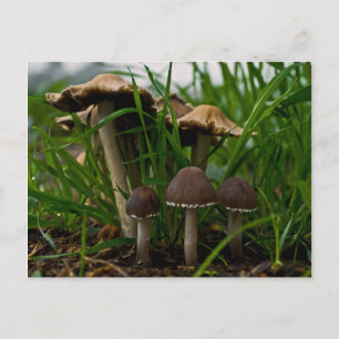 Drei Pilze 3 Postkarte