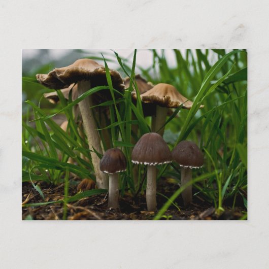 Drei Pilze 3 Postkarte (Vorderseite)