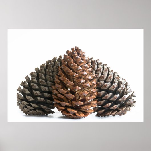Drei pinecones poster (Vorne)