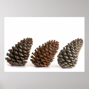 Drei pinecones poster