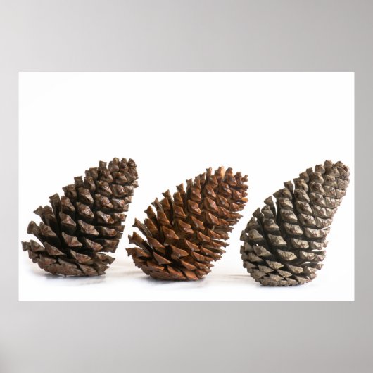 Drei pinecones poster (Vorne)
