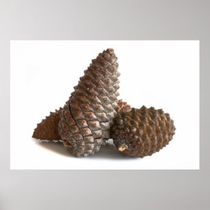 Drei pinecones poster