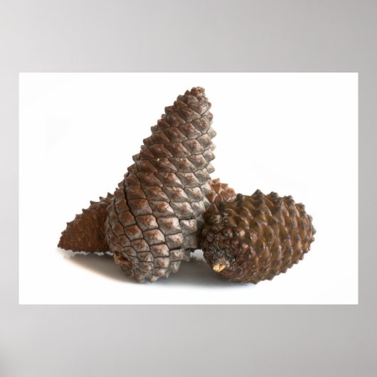 Drei pinecones poster (Vorne)
