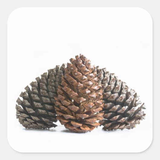 Drei pinecones quadratischer aufkleber (Vorderseite)