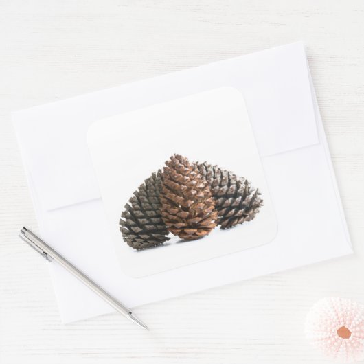 Drei pinecones quadratischer aufkleber (Umschlag)