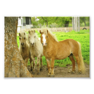 Drei Ponies Pferdefarm Foto Print