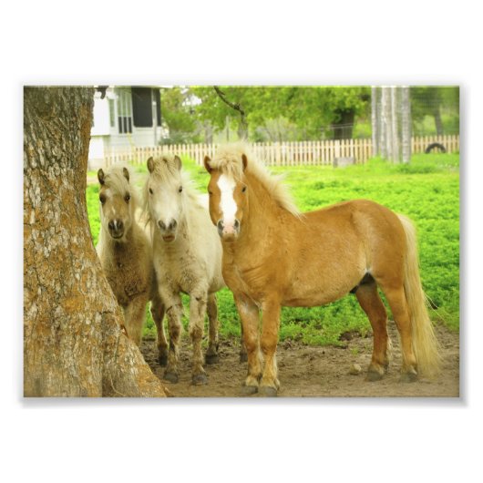 Drei Ponies Pferdefarm Foto Print (Vorne)
