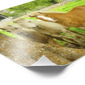 Drei Ponies Pferdefarm Foto Print (Ecke)