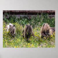 Drei Pony-Hengste aus Shetland in einem Feldposter