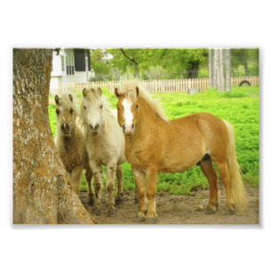 Drei Pony-Pferdebauernhof-Foto-Druck Fotodruck
