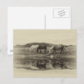 Drei-Pony Postkarte (Vorne/Hinten)
