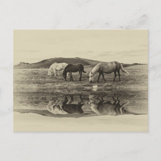 Drei-Pony Postkarte