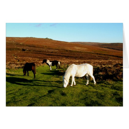Drei Ponys auf Dartmoor (Vorderseite (Horizontal))