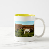 Drei Ponys auf Dartmoor