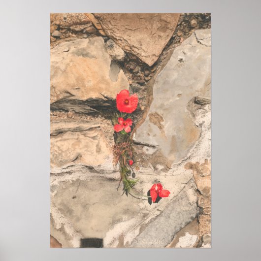 Drei Poppies Poster (Vorne)