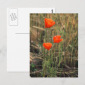 Drei Poppies | Postkarten (Vorne/Hinten)